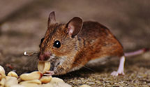 24 Hour & Emergency Exterminators in Chesterbrook, PA